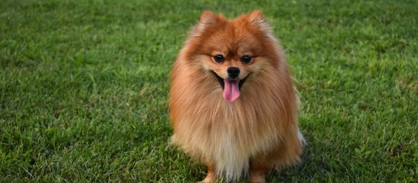 Померанский шпиц - Sputnik Беларусь