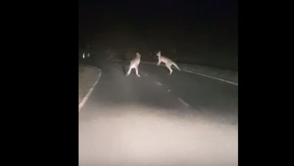 Дерущиеся кенгуру блокировали ночную дорогу в Австралии - Sputnik Беларусь