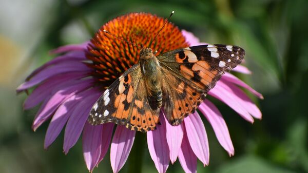 Бабочка на летнем цветке - Sputnik Беларусь