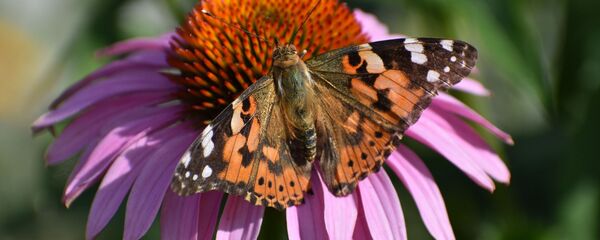 Бабочка на летнем цветке - Sputnik Беларусь