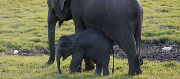 Слоненок и взрослый слон - Sputnik Беларусь