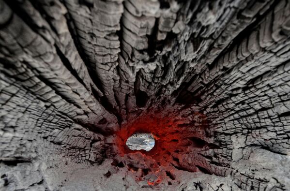 Обугленный ствол дерева пожаров в бразильской Амазонии - Sputnik Беларусь