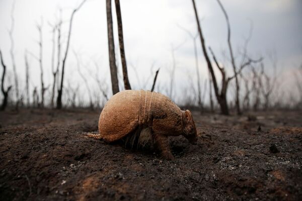 Броненосец, который был ослеплен пожаром, на выжженной земле заповедника Гуарани - Sputnik Беларусь