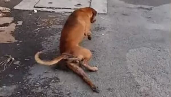 Хромой пес разыгрывает людей на улицах Бангкока - Sputnik Беларусь