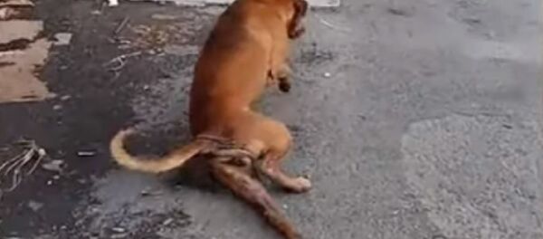 Хромой пес разыгрывает людей на улицах Бангкока - Sputnik Беларусь