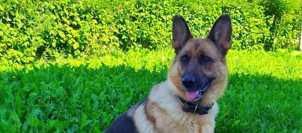 Немецкая овчарка Ильда уже около 4 лет помогает правоохранителям раскрывать преступления - Sputnik Беларусь
