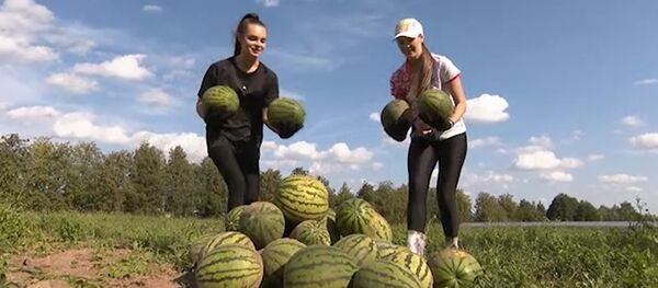 Лукашэнка сабраў ураджай кавуноў на прысядзібным участку – відэа Лукашэнка сабраў ураджай кавуноў на прысядзібным участку – відэа - Sputnik Беларусь