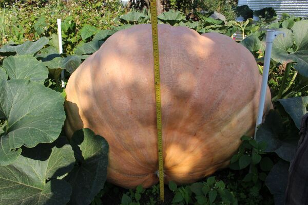 Гигантскую тыкву вырастил дачник из Гродно - Sputnik Беларусь