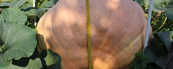 Гигантскую тыкву вырастил дачник из Гродно - Sputnik Беларусь
