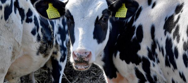 Каровы, архіўнае фота - Sputnik Беларусь