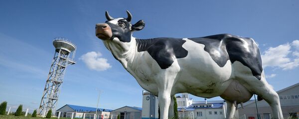 Возле Учхоза посетителей встречает корова - Sputnik Беларусь