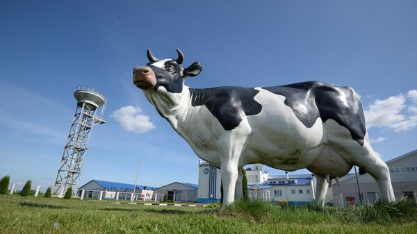 Возле Учхоза посетителей встречает корова - Sputnik Беларусь