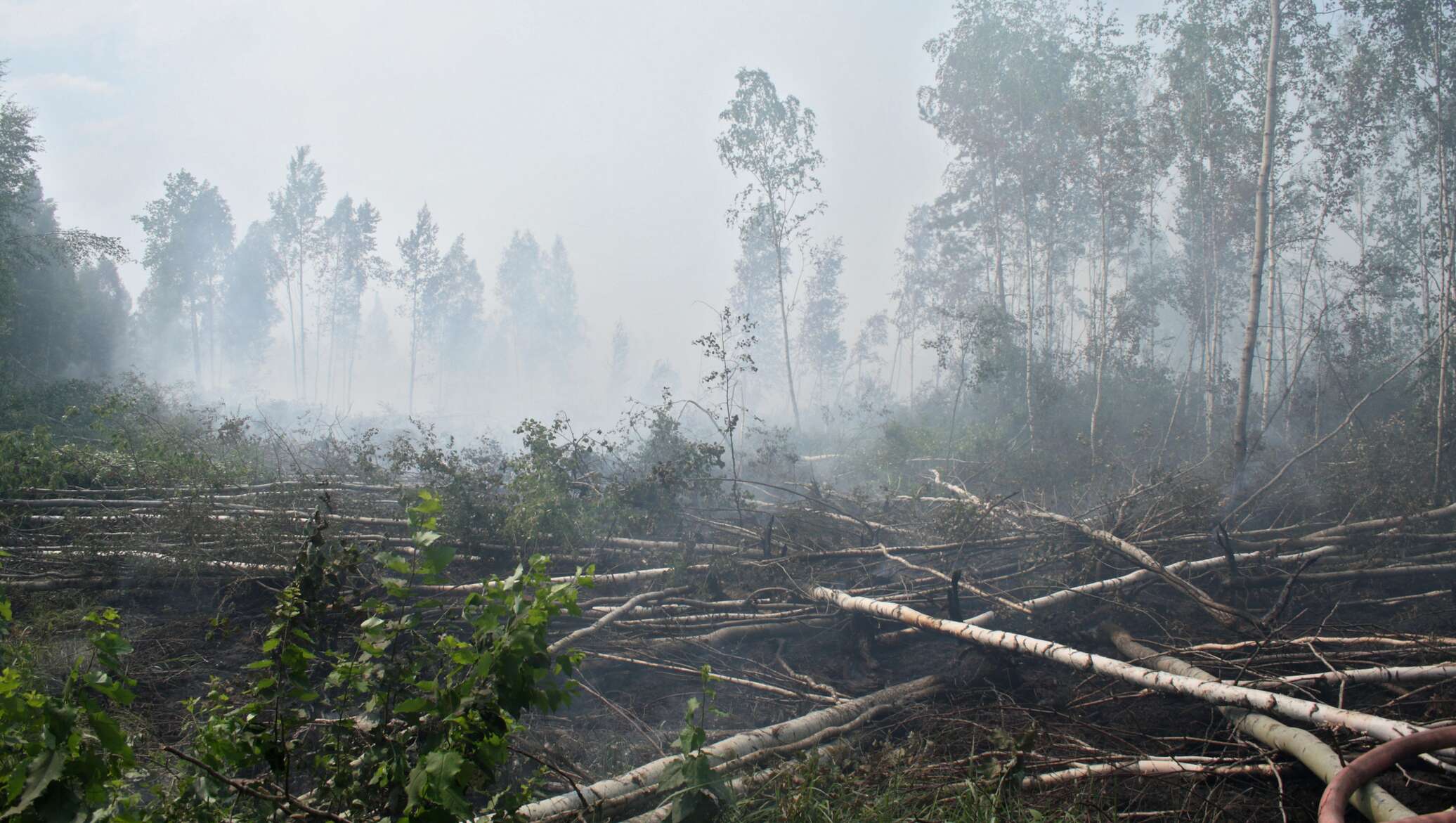 В каком году горели торфяники. Шатура торфяники 2010. Лесные и торфяные пожары. В каком году горели торфяники. Пожар торфяников в москве 2010.