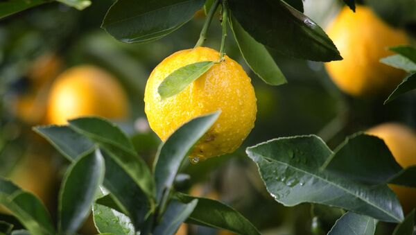 Лимонное дерево, архивное фото - Sputnik Беларусь