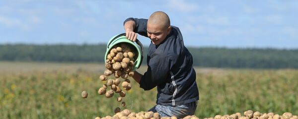 Уборка бульбы ў Беларусі, архіўнае фота - Sputnik Беларусь