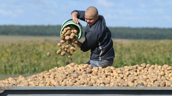 Уборка картофеля в Беларуси, архивное фото - Sputnik Беларусь