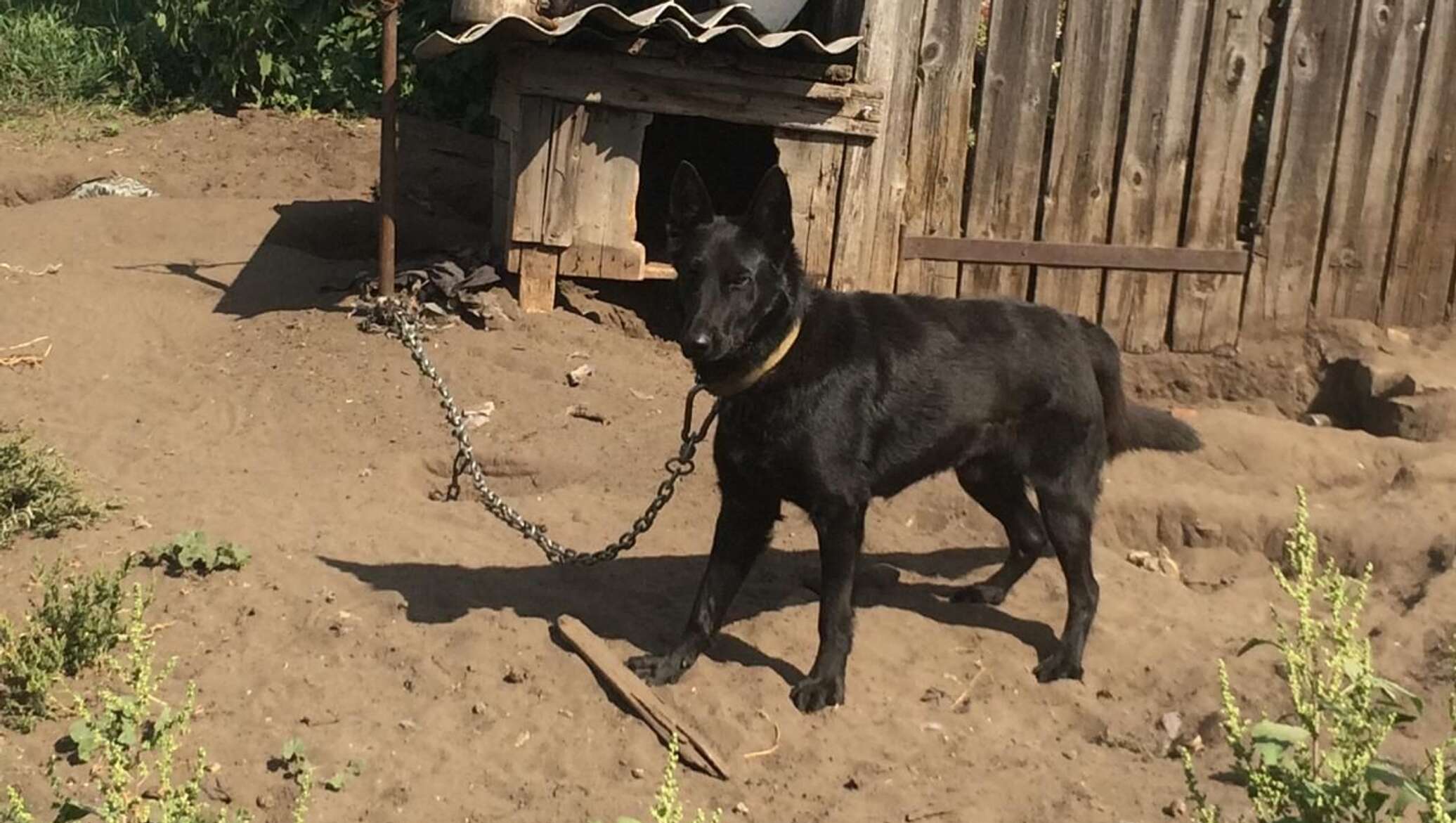 Собака на цепи. Привязь для собаки во дворе. Собака на привязи.