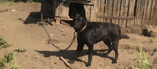 Собака на привязи загрызла годовалого мальчика под Волгоградом - Sputnik Беларусь