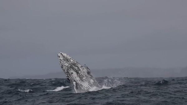 Гигантский горбатый кит заворожил туристов у побережья Сиднея - Sputnik Беларусь