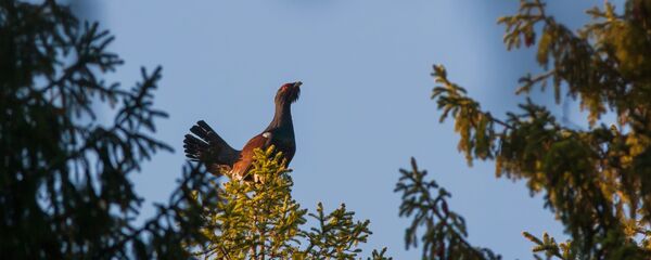 Глухарь - Sputnik Беларусь