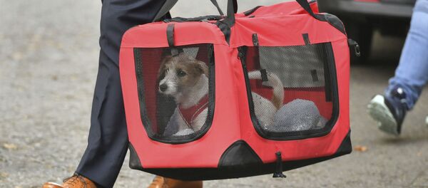 Собака Бориса Джонсона - Sputnik Беларусь