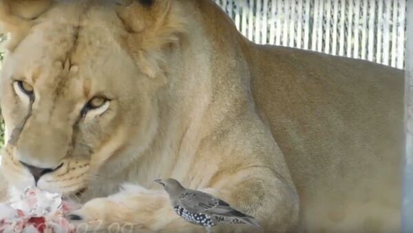 Скворец подружился в львицей в зоопарке в Гродно, видео - Sputnik Беларусь