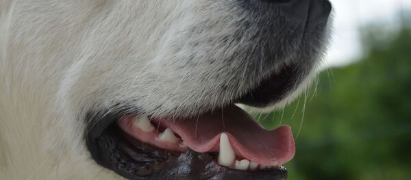 Пасть собаки - Sputnik Беларусь