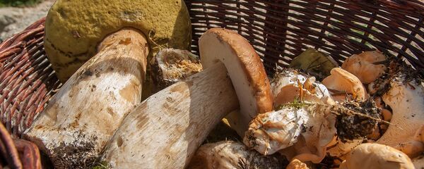 Грибы в корзине Грибы в корзине - Sputnik Беларусь