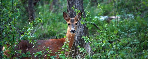 Олень в лесу в Швеции Олень в лесу в Швеции - Sputnik Беларусь