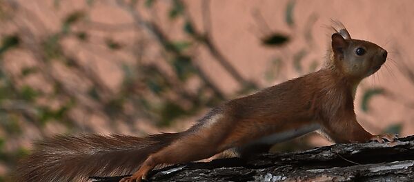 Белка Белка - Sputnik Беларусь