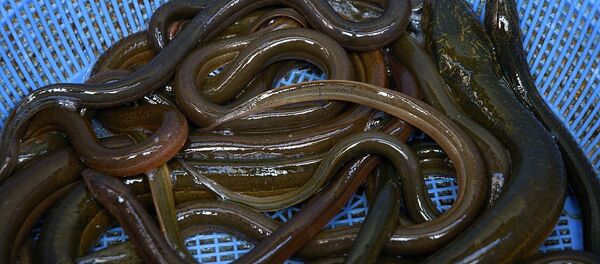 Угри в корзине Угри в корзине - Sputnik Беларусь