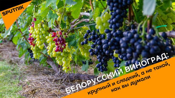 Белорусский виноград - Sputnik Беларусь