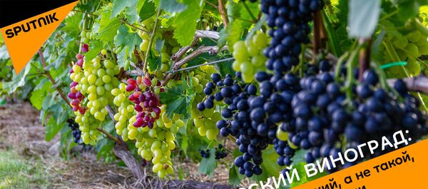 Белорусский виноград - Sputnik Беларусь