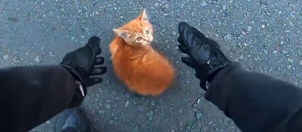 Французский байкер спас на дороге маленького котенка - Sputnik Беларусь