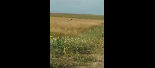 Медведей пришлось прогонять с территории аэропорта Магнитогорска  - Sputnik Беларусь