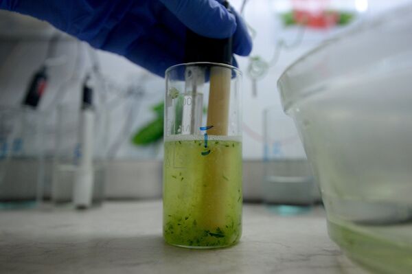 Грибочки радиоактивные? Как на Комаровке проверяют продукты - Sputnik Беларусь