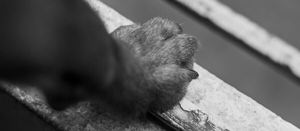 Лапа собаки, архивное фото Лапа собаки, архивное фото - Sputnik Беларусь