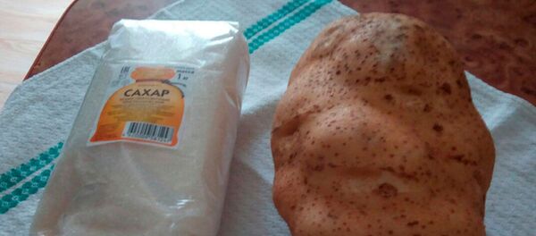 Больш за 1,5 кіло: дачнік з Баранавічаў выгадаваў гіганцкую бульбу Больш за 1,5 кіло: дачнік з Баранавічаў выгадаваў гіганцкую бульбу - Sputnik Беларусь