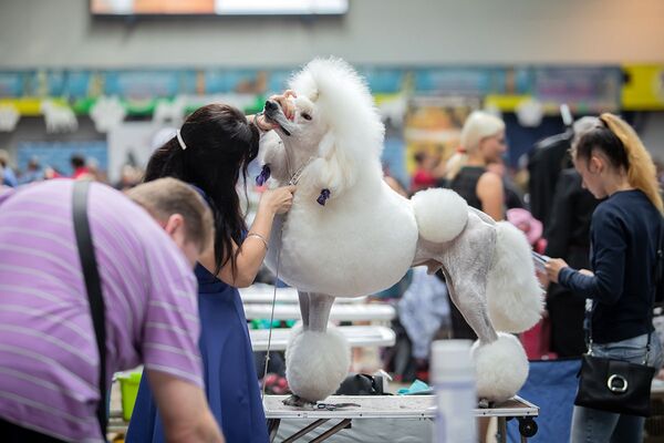 Стрижка белого пуделя на Международной выставке собак в Минске - Sputnik Беларусь