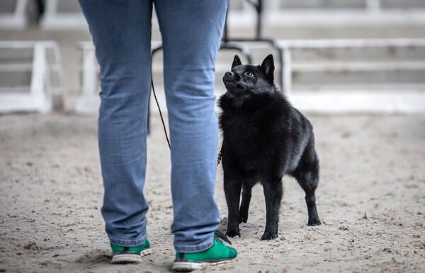 Схипперке на Международной выставке собак в Минске - Sputnik Беларусь