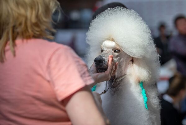 Белый пудель на Международной выставке собак в Минске - Sputnik Беларусь