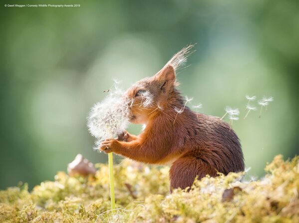 Снимок Squirrel wishes шведского фотографа Geert Weggen - Sputnik Беларусь
