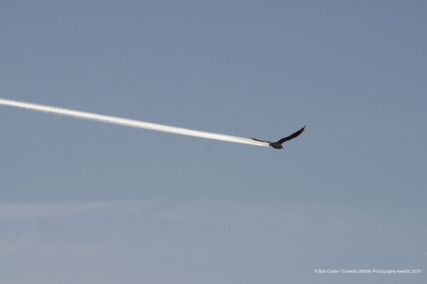 Снимок Is it a bird, is it a plane? британского фотографа Bob Carter - Sputnik Беларусь
