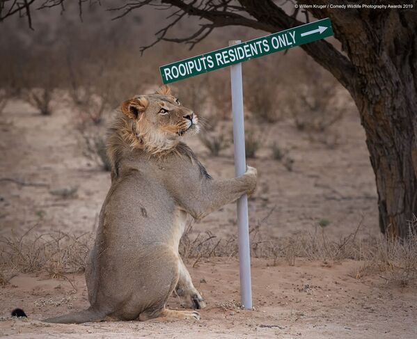 Снимок Lion take away южноафриканского фотографа Willem Kruger - Sputnik Беларусь