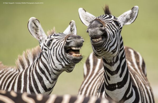 Снимок Laughing Zebra британского фотографа Peter Haygarth - Sputnik Беларусь