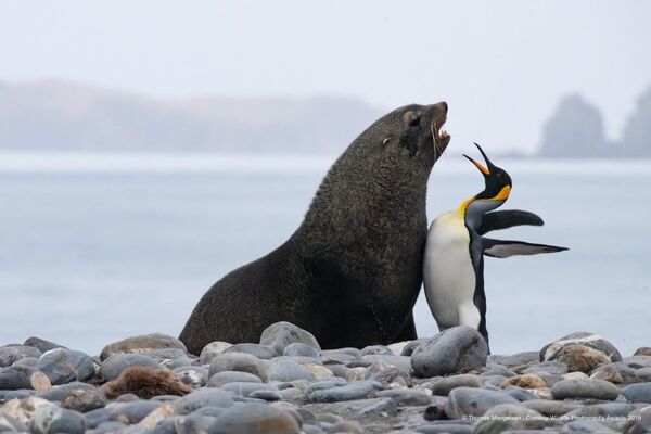 Снимок Chest bump king penguin and antarctic fur seal фотографа Tom Mangelsen - Sputnik Беларусь