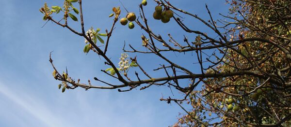 В Гродно второй раз за год зацвели каштаны - Sputnik Беларусь