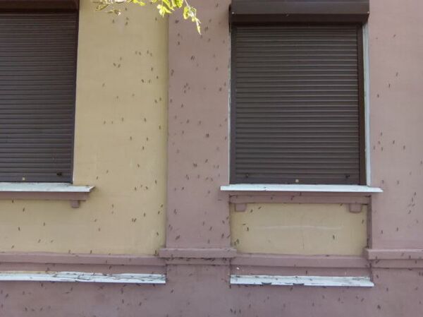 Опасные гусеницы-вредители атакуют Речицу - Sputnik Беларусь