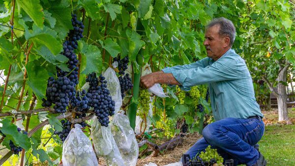 Так Сергей Чайка спасает свой урожай винограда от ос - Sputnik Беларусь