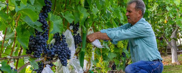 Так Сергей Чайка спасает свой урожай винограда от ос - Sputnik Беларусь